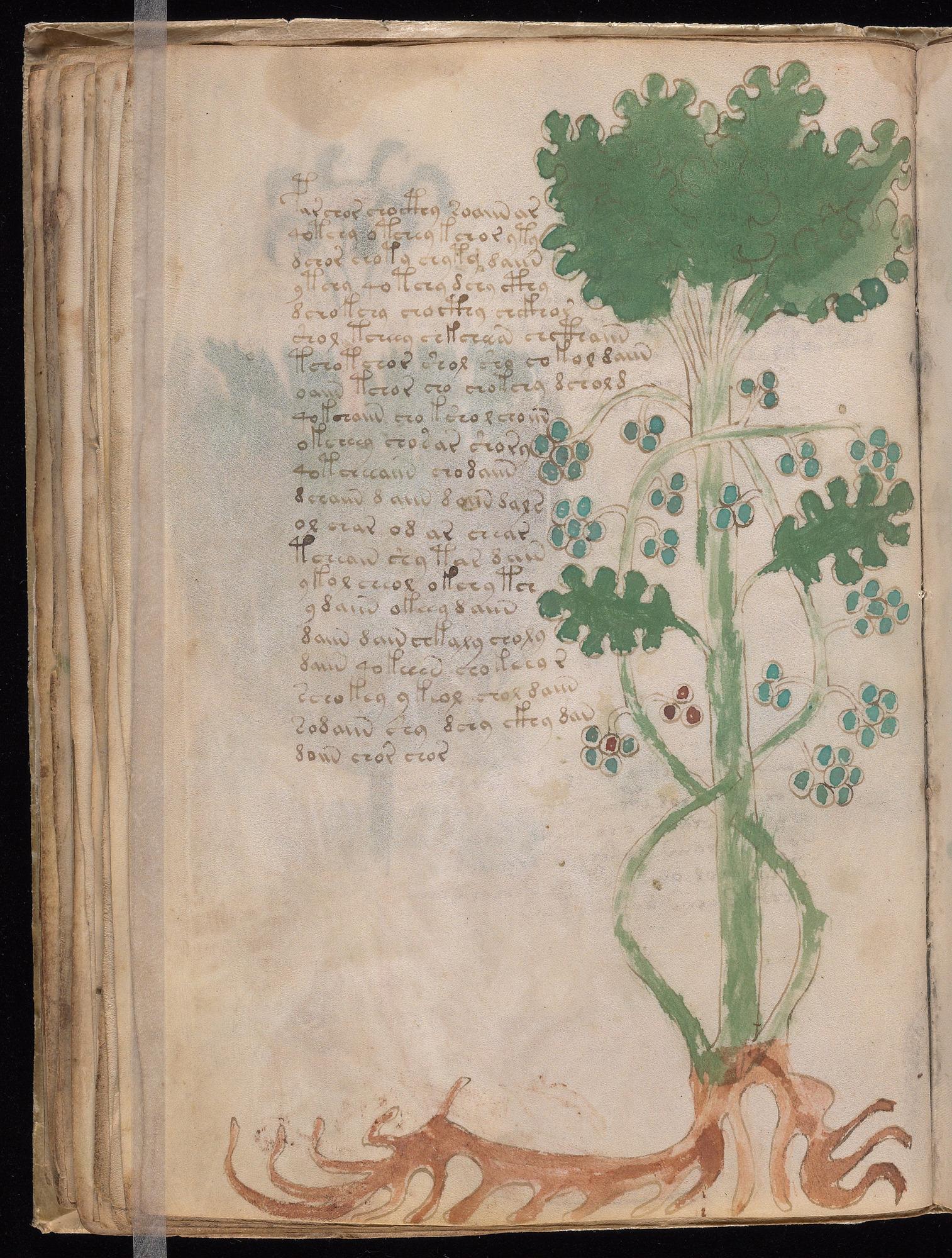 Voynich Manuscript folio f35v — Beinecke MS 408